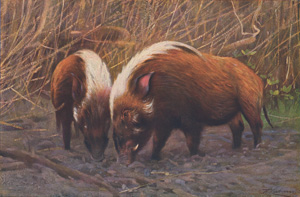 River Hogs